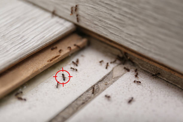 Best Commercial Pest Control Services  in Bradley Gardens, NJ