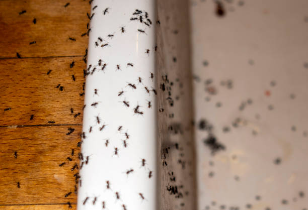 Best Wasp Removal Services  in Bradley Gardens, NJ