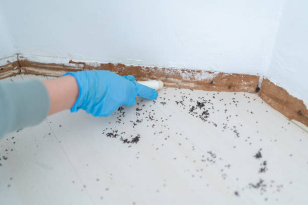 Best Local Pest Control Services  in Bradley Gardens, NJ